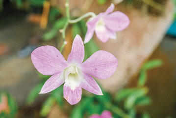 beautiful purple dendrobium orchid flowers blooming in the garden around the house closeup