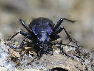 Blauviolette Waldlaufkäfer (Carabus problematicus)