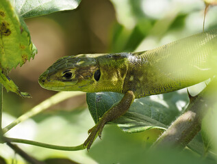 Westliche Smaragdeidechse (Lacerta bilineata)