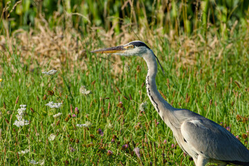 grey heron in the field on sunny summer evening close-up