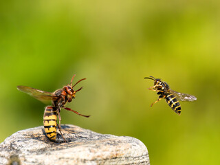 Hornisse (Vespa crabro) und Mittlere Wespe oder Kleine Hornisse (Dolichovespula media)
