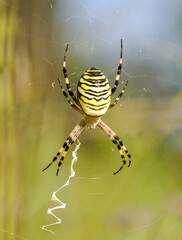 Wespenspinne (Argiope bruennichi)
