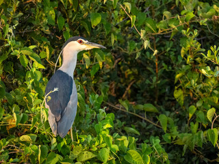 Nachtreiher (Nycticorax nycticorax