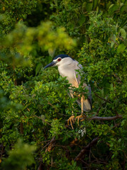 Nachtreiher (Nycticorax nycticorax