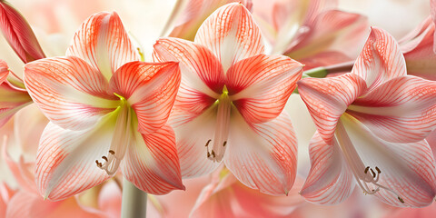 Fototapeta premium Amaryllis flower background with vibrant color