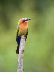 Weißstirnspint (Merops bullockoides)