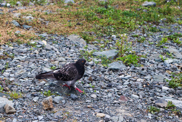 Pigeon. City birds. Urban environment and birds.