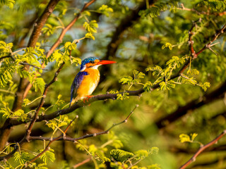 Haubenzwergfischer (Corythornis cristatus), auch Malachiteisvogel
