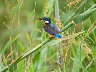 Malachiteisvogel, Haubenzwergfischer (Corythornis cristatus)