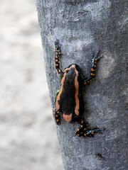 Gebänderter Kautschuk Frosch (Phrynomantis Bifasciatus)
