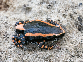 Gebänderter Kautschuk Frosch (Phrynomantis Bifasciatus)