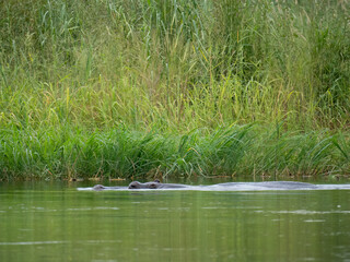 Flusspferd (Hippopotamus amphibius)