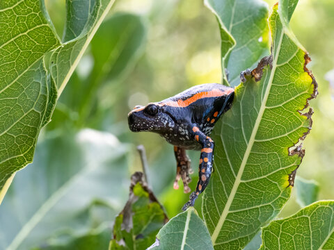 Geb&auml;nderter Kautschuk Frosch (Phrynomantis Bifasciatus)