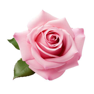 Soft pink rose with green leafs, PNG image, cutout, isolated on transparent background