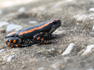 Gebänderter Kautschuk Frosch (Phrynomantis Bifasciatus)