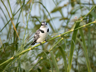 Graufischer (Ceryle rudis)