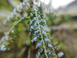 Whitefly destroys plants