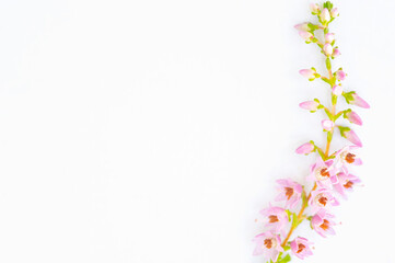 International Women's Day, National Flower Day, International Flower Day, International Color Day. Beautiful Blossoming Purple Scotch Heather Calluna Vulgaris on Isolated White Background