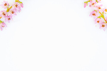 International Women's Day, National Flower Day, International Flower Day, International Color Day. Beautiful Blossoming Purple Scotch Heather (Calluna Vulgaris) on Isolated White Background, Wallpaper