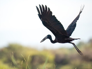 Glanzklaffschnabel (Anastomus lamelligerus)