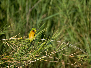 Zwergspint (Merops pusillus)
