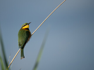 Zwergspint (Merops pusillus)