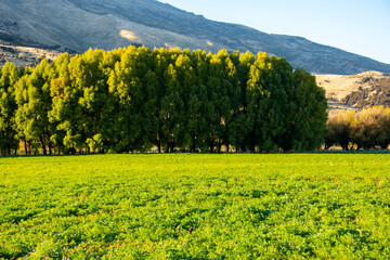 Agricultural Field in Otago Region - New Zealand