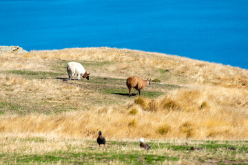 Llamas in Deer Park Heights - Queenstown - New Zealand