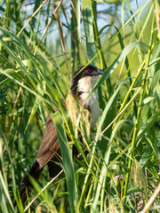 Jakobinerkuckuck (Clamator jacobinus)