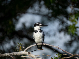 Graufischer (Ceryle rudis)