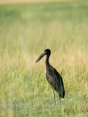 Glanzklaffschnabel (Anastomus lamelligerus)