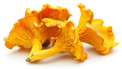 Chanterelle mushroom isolated on a white background
