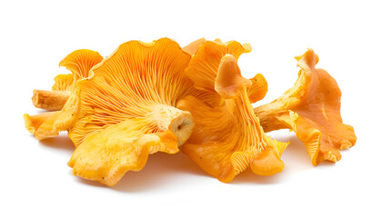 Chanterelle mushroom isolated on a white background