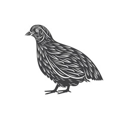illustration of laying quail, vector art.