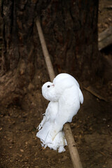 White dove. Peacock dove. Parody dove.
