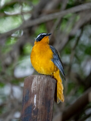 Weißbrauenrötel (Cossypha heuglini)
