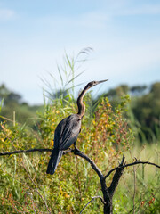 Afrika-Schlangenhalsvogel (Anhinga rufa)