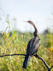 Afrika-Schlangenhalsvogel (Anhinga rufa)