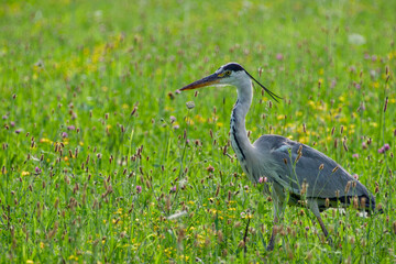 Fototapeta premium grey heron in the field on sunny summer evening close-up