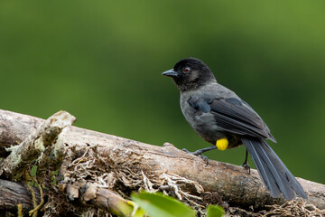 Obraz premium yellow-legged purse seiner (Pselliophorus tibialis), perched on a branch in San Gerardo de Dota, Costa Rica.