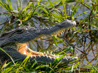 Nilkrokodil (Crocodylus niloticus)