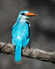 Senegalliest (Halcyon senegalensis)