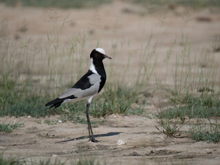 Schmiedekiebitz (Vanellus armatus)