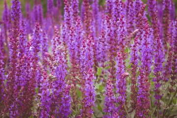 Fototapeta premium Selective focus. Lavender. Lavender fields. Floral background.