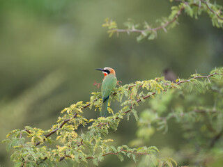 Weißstirnspint (Merops bullockoides)