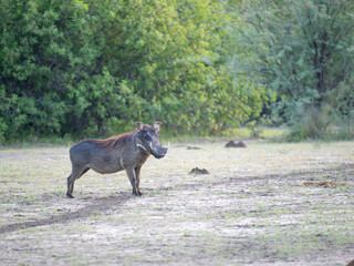 Warzenschwein (Phacochoerus africanus)