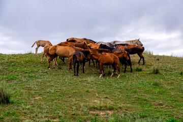 A herd of horses huddled in the mountains on green grass in a meadow