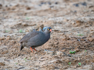 Rotschnabelfrankolin (Pternistis adspersus)