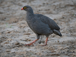 Rotschnabelfrankolin (Pternistis adspersus)