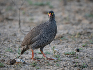 Rotschnabelfrankolin (Pternistis adspersus)